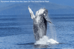 Humpback whales are seen as well as Dwarf Minke Whales on the Great Barrier Reef