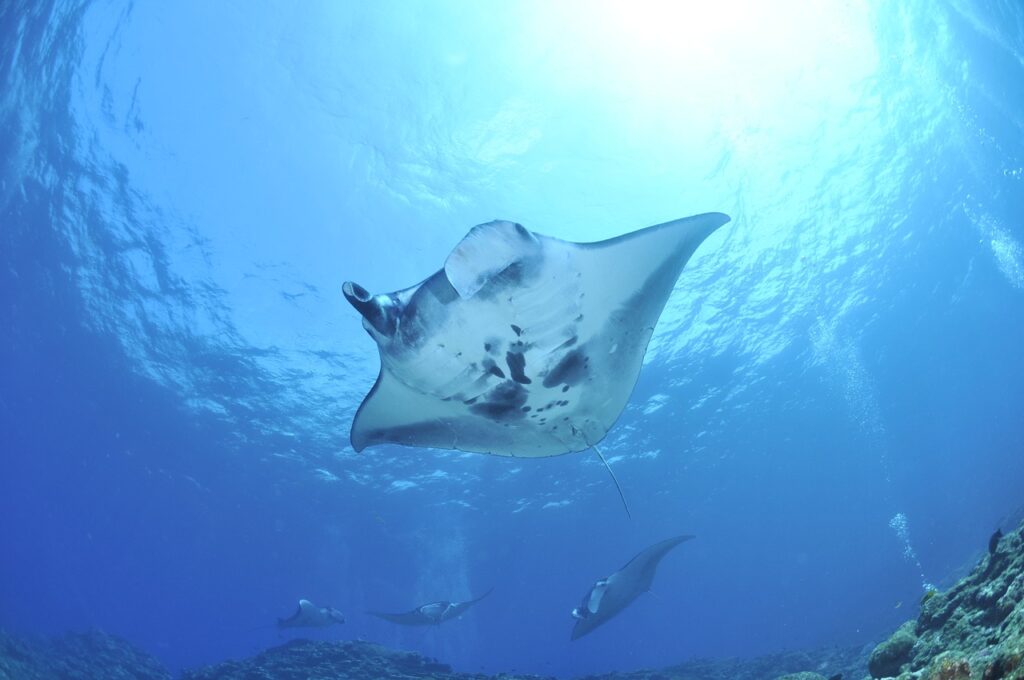 Diving Addu Atoll Maldives