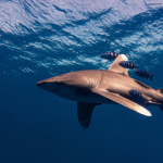 Elphinstone Reef - How To Get To The Best Diving In Egypt small