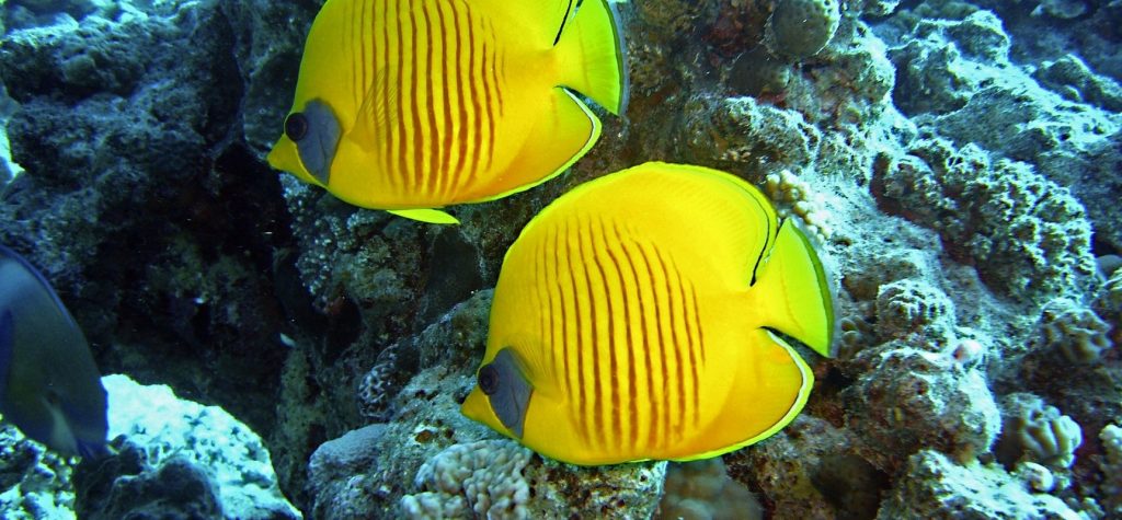 Aquarium reef Belize