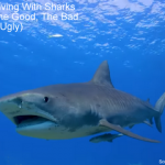 Scuba Diving With Sharks FAQs - The Good, The Bad and The Ugly small