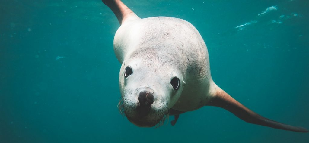 Sea Of Cortez Liveaboard Diving Sea Lion