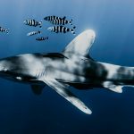 Egypt The Brothers Liveaboard Diving Oceanic whitetip shark