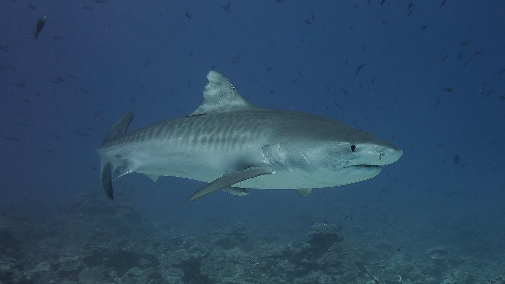 Tiger Harbour Diving Maldives