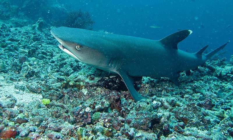 Whitetip Reef Shark Triaenodon obesus